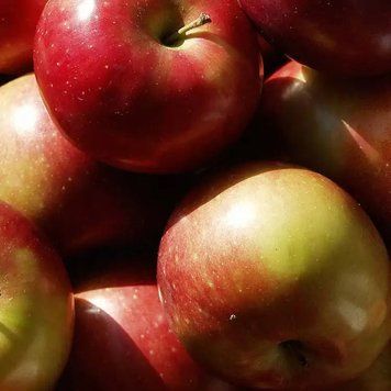 Macintosh Apple - Яблуко Макінтош, 10 г