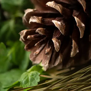 Sugar Pine and Patchouli - Цукрова Сосна та Пачулі, 10 г