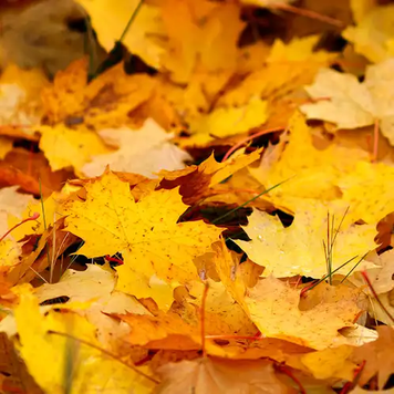 Fallen Leaves - Опале Листя, 10 г