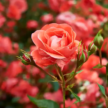 Bohemian Rose - Богемна Троянда, 10 г