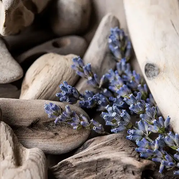 Lavender Driftwood - Лаванда і Морська Деревина , 10 г