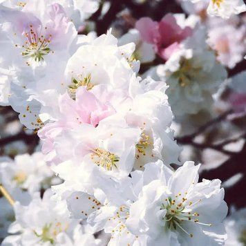 White Peach Blossom - Цвіт Білого Персика, 10 г