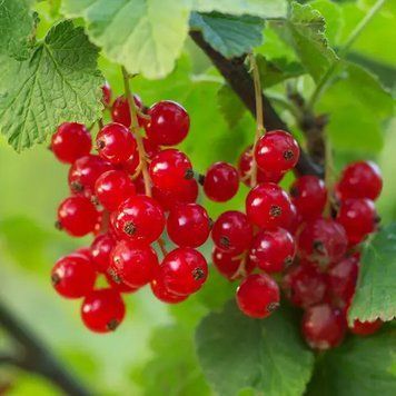 Foraged Red Currant - Лісова Червона Смородина, 10 г