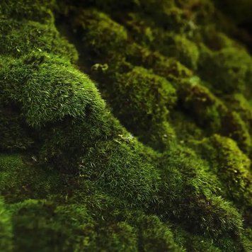 Oakmoss and Amber - Дубовий Мох і Амбра, 10 г