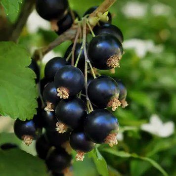 Black Currant & Jasmine - Чорна Смородина і Жасмин, 10 г