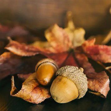 Maple Leaf & Acorn - Кленовий Лист і Жолудь, 10 г